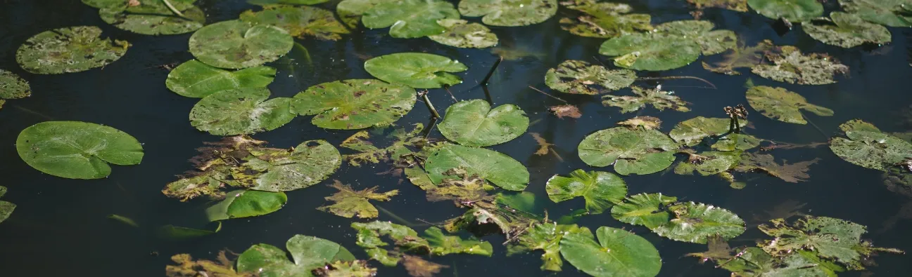 La biodiversité, c’est quoi exactement ?